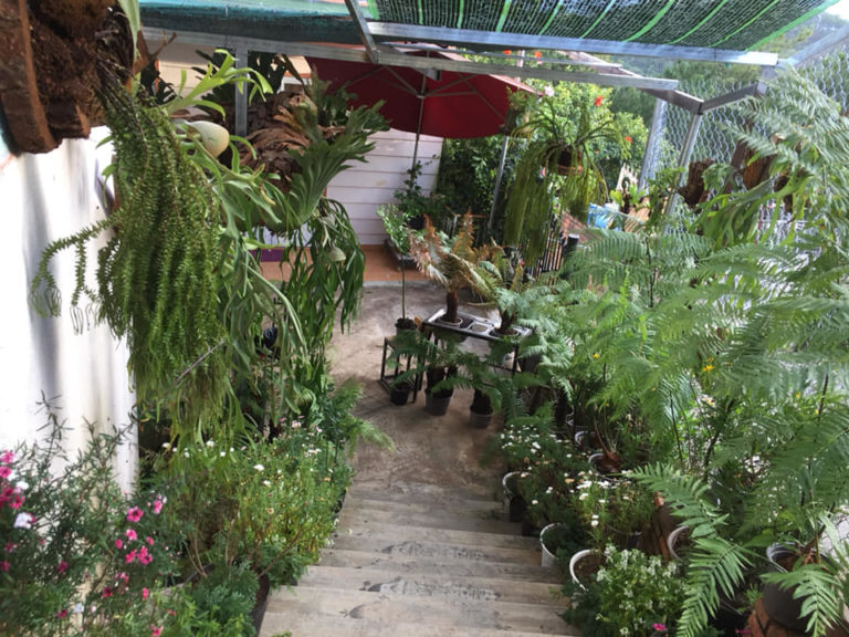 Anna S Fern Garden Anna S Coffee House